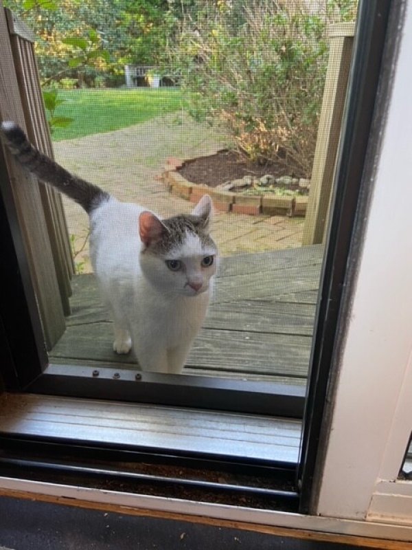 Found Cat in Rockville, MD