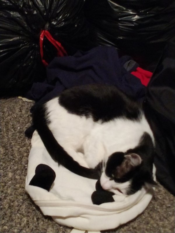 Safe Cat in Wichita, KS