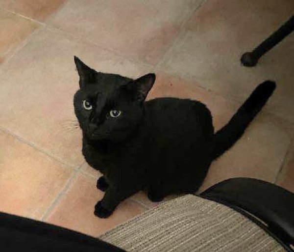 Safe Cat in Saint Cloud, FL