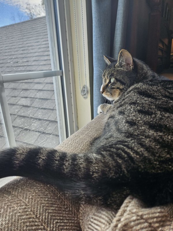Safe Cat in Chickamauga, GA