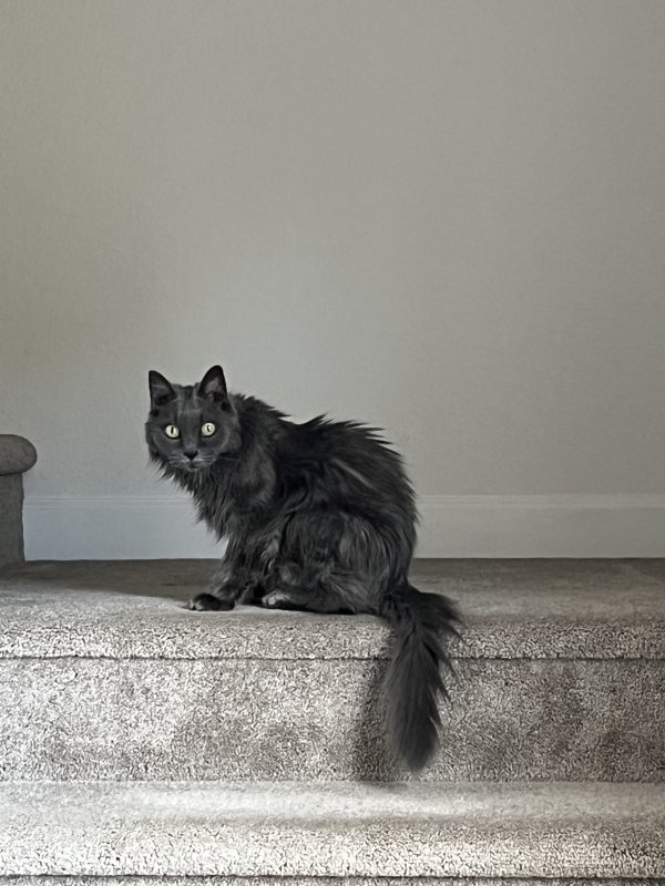 Safe Cat in Virginia Beach, VA