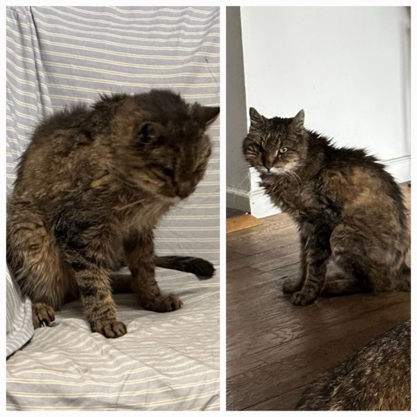 Safe American Shorthair in Plainview, NY
