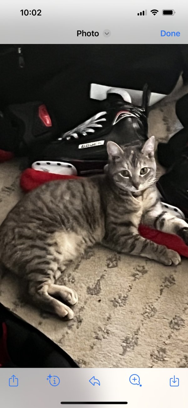 Safe Cat in New Rochelle, NY