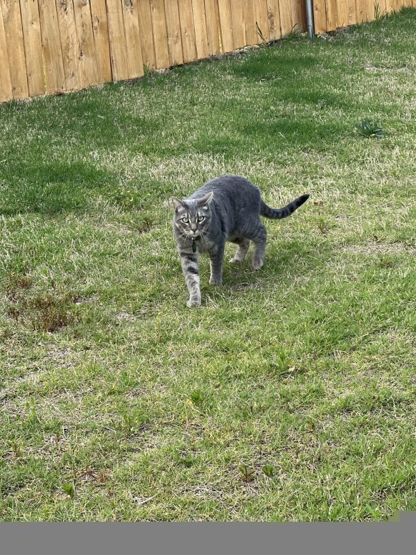 Safe American Shorthair in Anna, TX