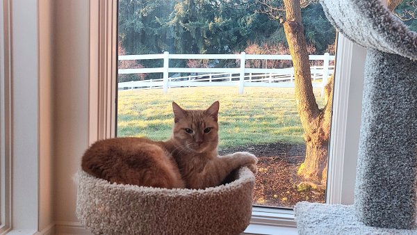 Safe American Shorthair in Salem, OR
