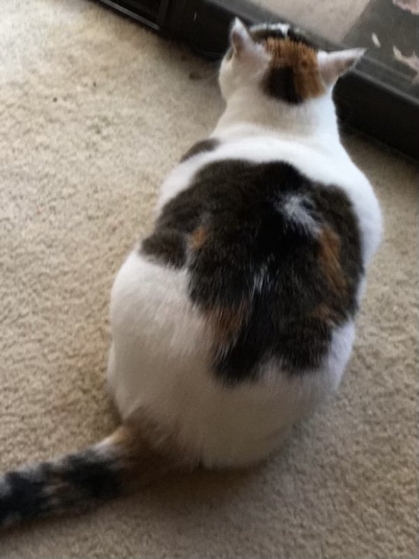 Safe Cat in Cornelius, NC