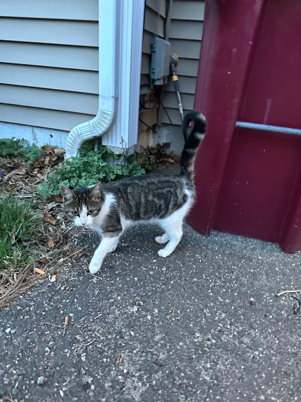 Found Cat in Naugatuck, CT