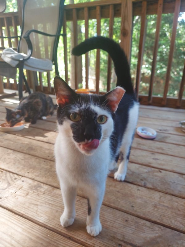 Safe American Shorthair in Cary, NC