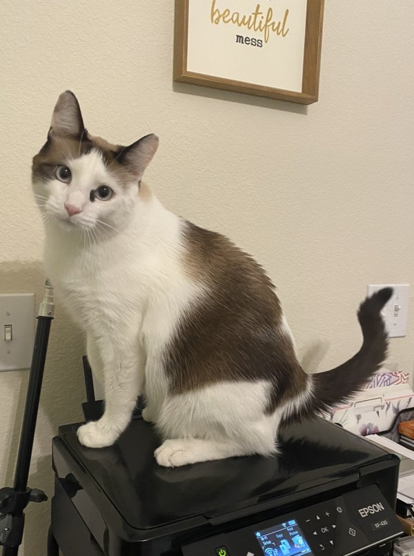 Safe Siamese in Austin, TX