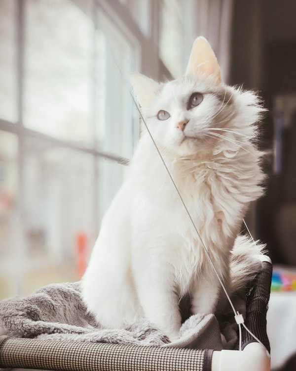 Lost Ragdoll in New York