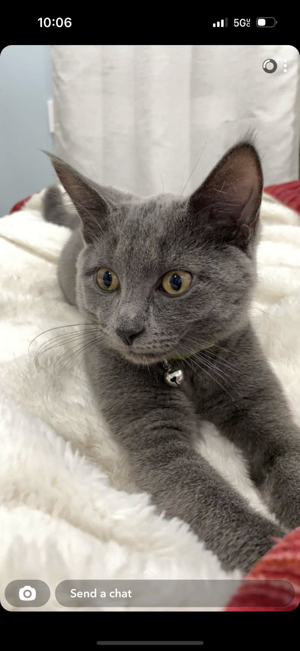 Safe Domestic Short Hair in Hoffman Estates, IL