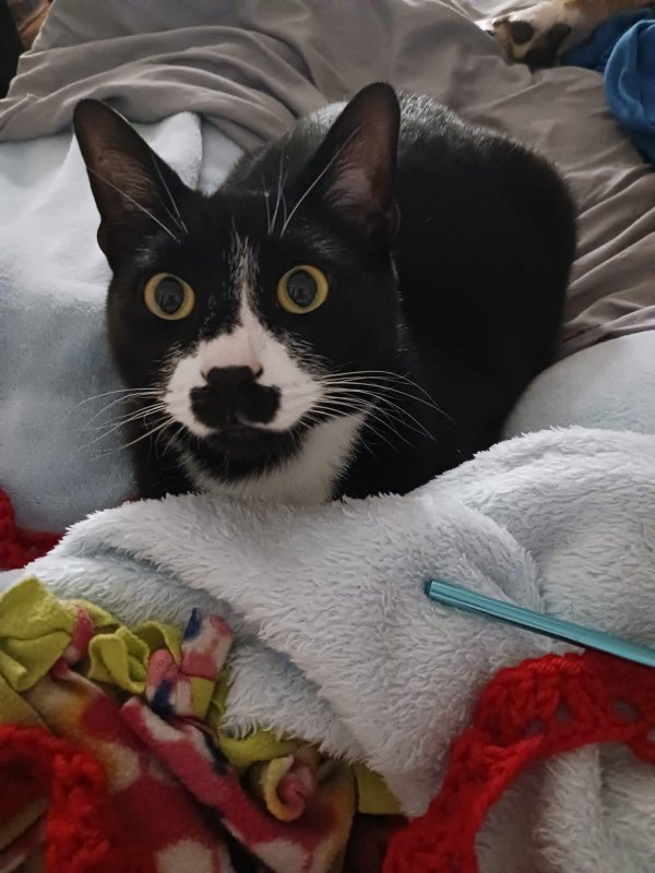 Safe Domestic Short Hair in Portland, OR
