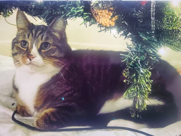 Safe Cat in Upper Black Eddy, PA