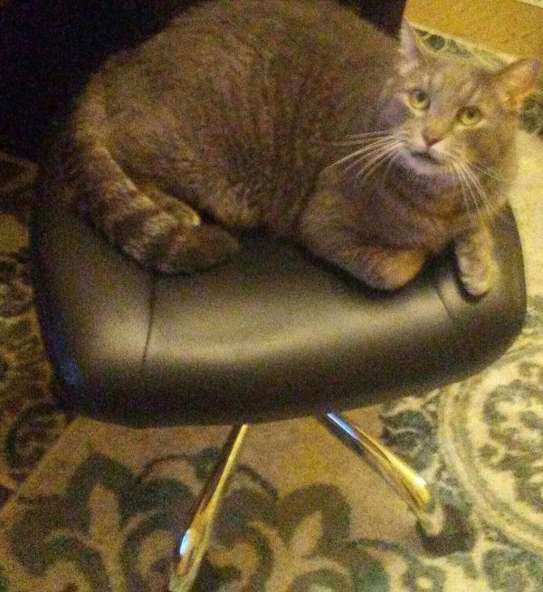 Safe Cat in Victor, NY