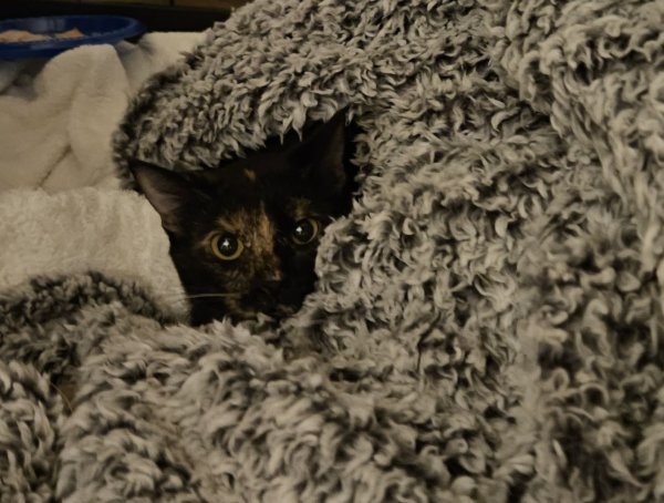 Found Cat in Otisville, MI