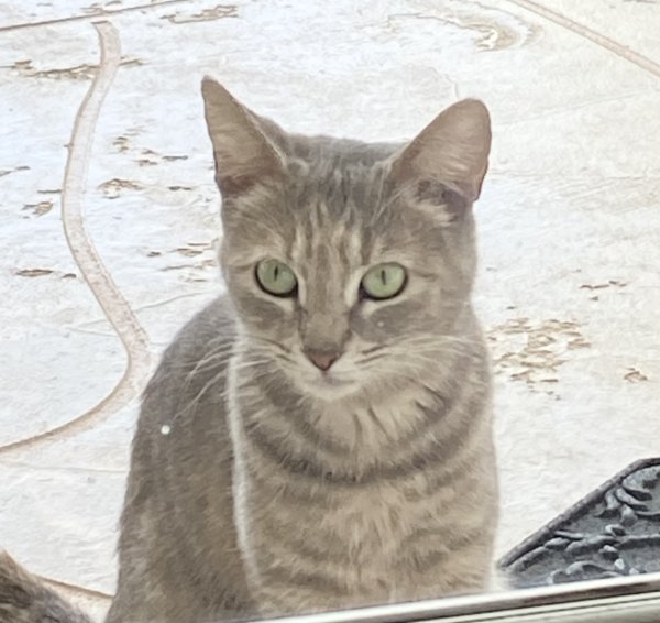 Safe American Shorthair in Sun City, AZ