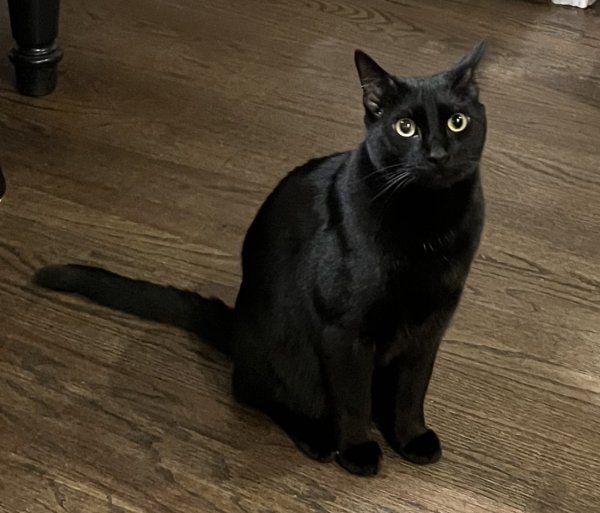 Safe Cat in Atlanta, GA
