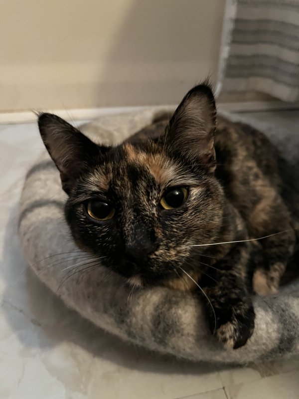 Found American Shorthair 