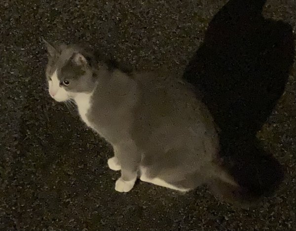 Safe American Shorthair in Rye, NY