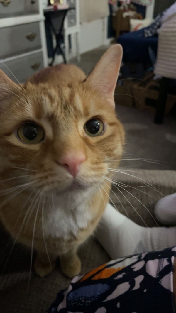Safe Cat in Uniontown, OH