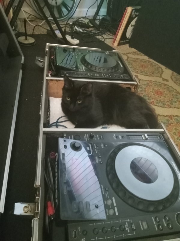 Safe Cat in Carmichael, CA