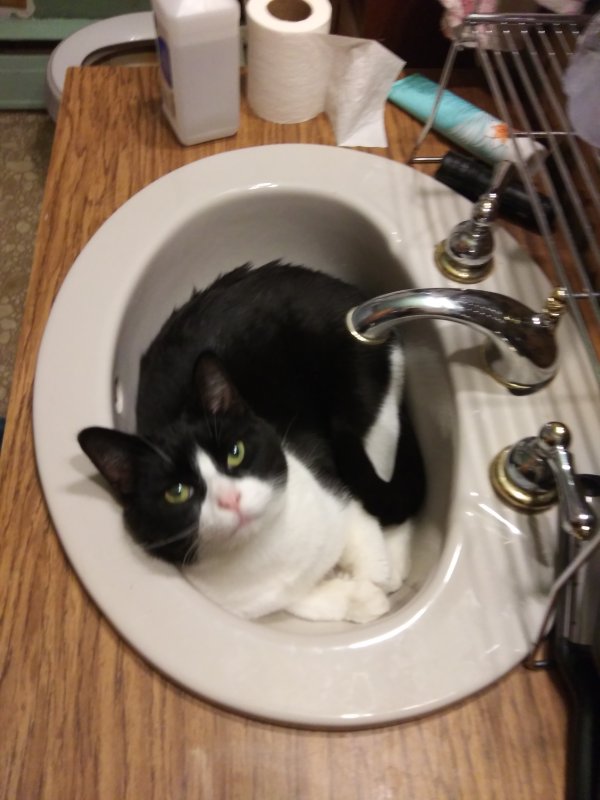 Safe Cat in Fostoria, MI