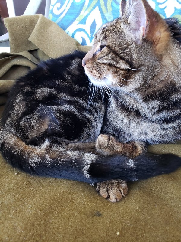 Safe Cat in Redlands, CA