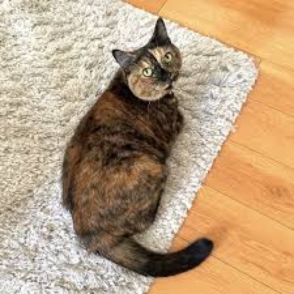 Found American Curl 