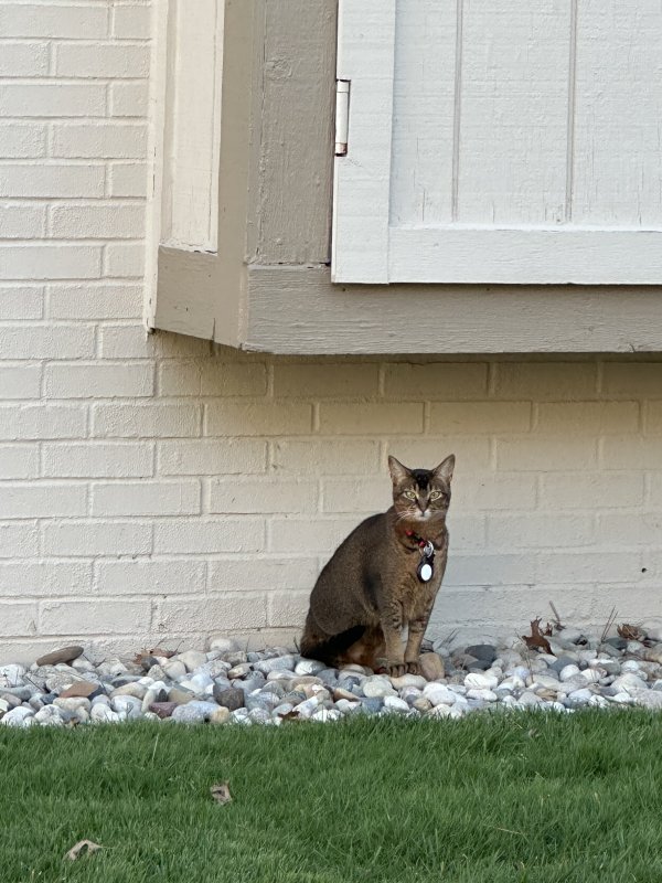 Found Cat in Ann Arbor, MI