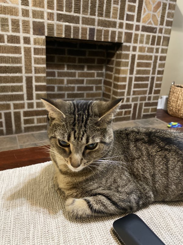Safe American Shorthair in Pittsburgh, PA