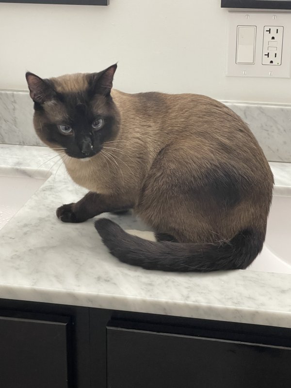 Safe Siamese in Chicago, IL