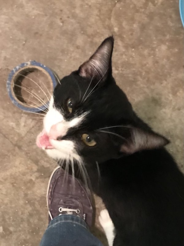 Safe Cat in Houston, TX