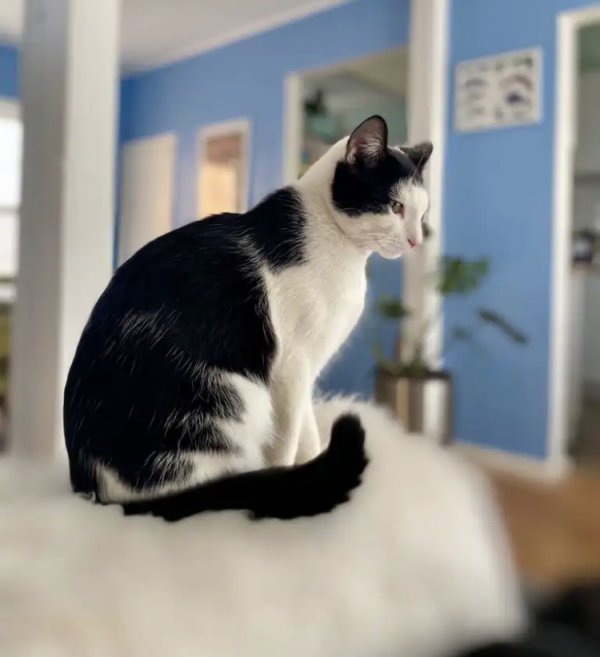 Lost American Shorthair in Colorado