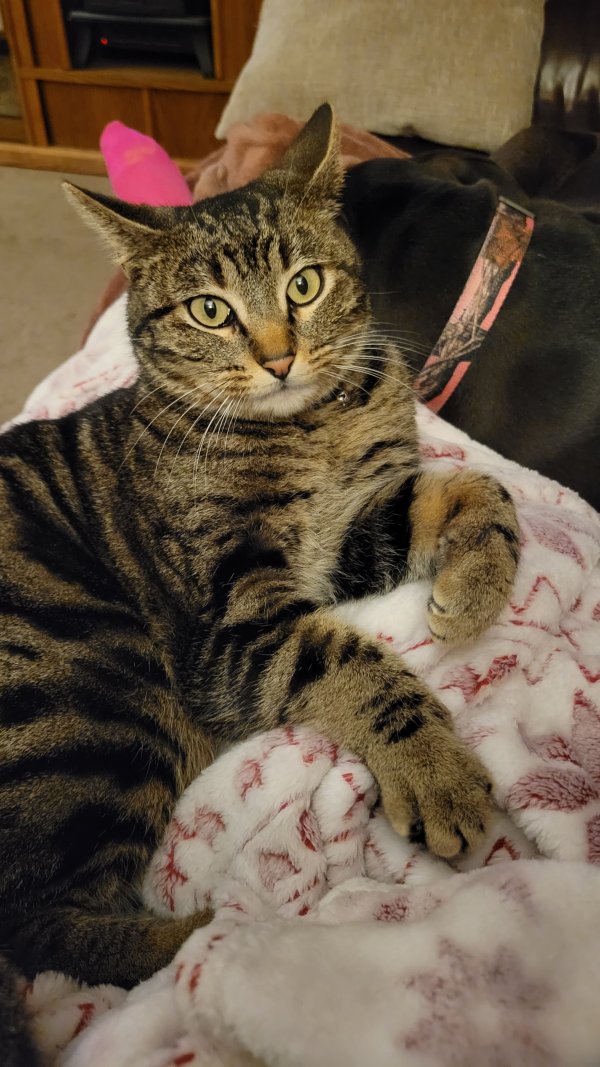 Safe Domestic Short Hair in Goddard, KS