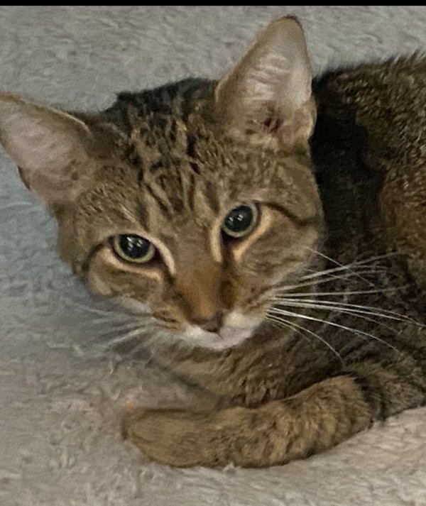 Safe Domestic Short Hair in White Plains, MD