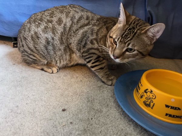 Found American Shorthair in Campbell, CA
