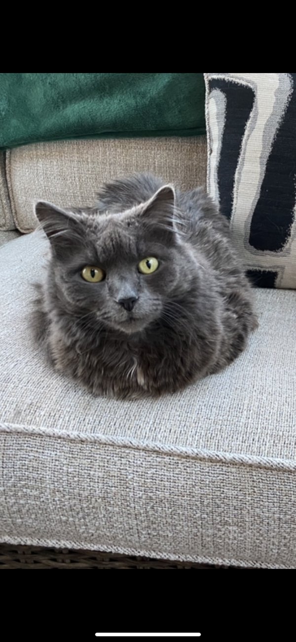 Safe Cat in Cary, NC
