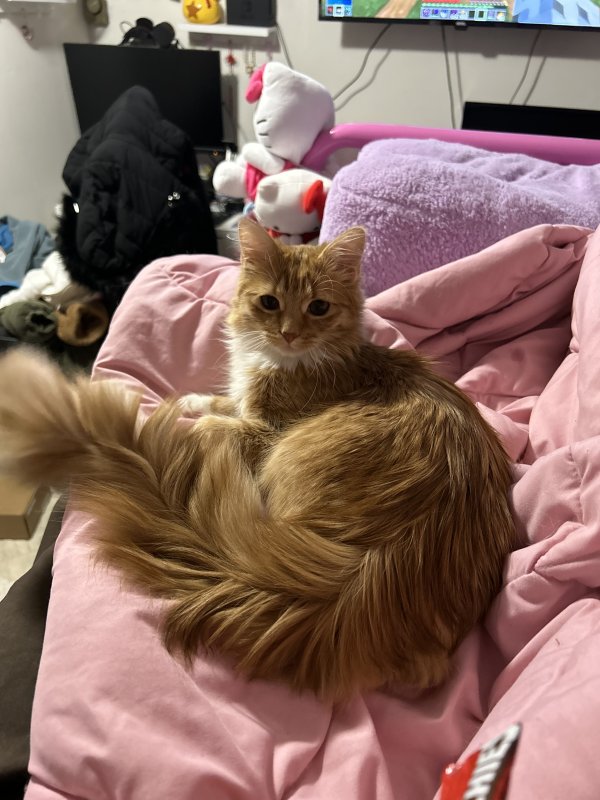 Reunited Lost Domestic Long Hair in Danbury, CT