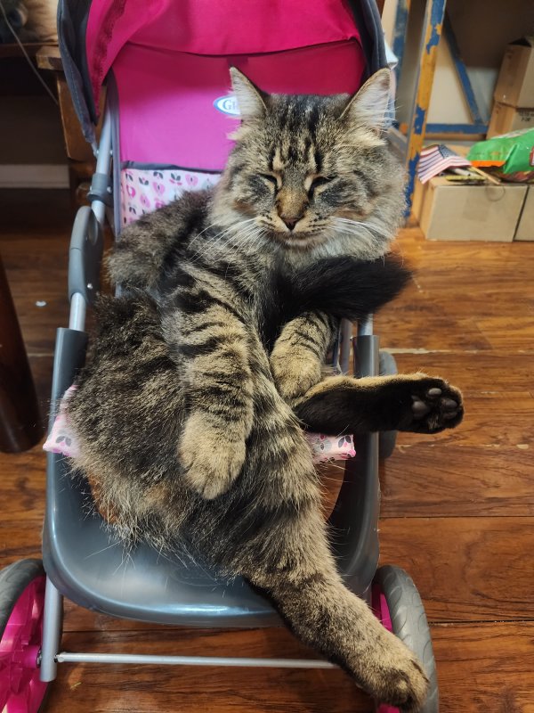 Safe Domestic Long Hair in Wichita, KS