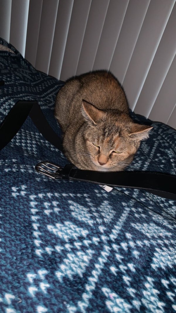 Safe Cat in Middle River, MD