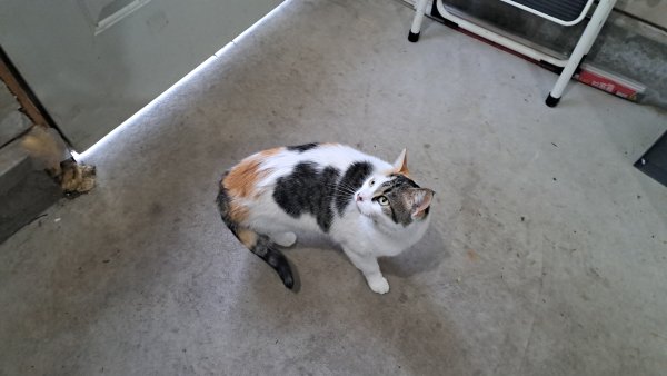Found American Shorthair 