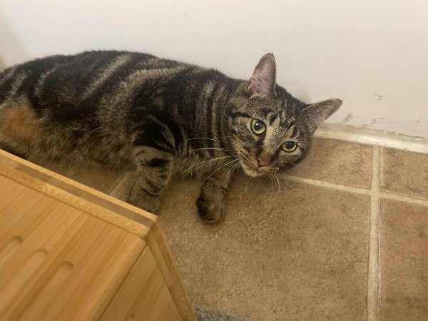 Safe American Shorthair in Conway, AR
