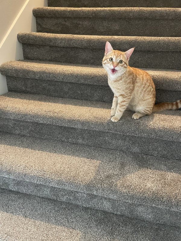 Safe American Shorthair in Star, ID