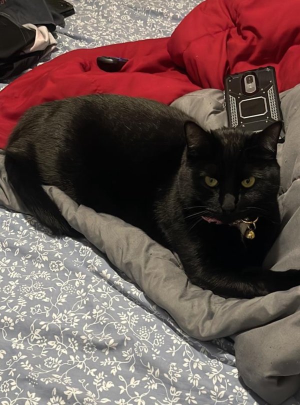 Safe American Shorthair in Allentown, PA