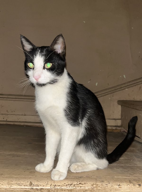 Safe Domestic Short Hair in Easton, PA