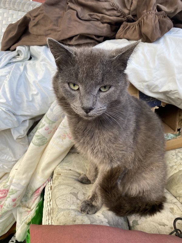 Safe Russian Blue in Albrightsville, PA