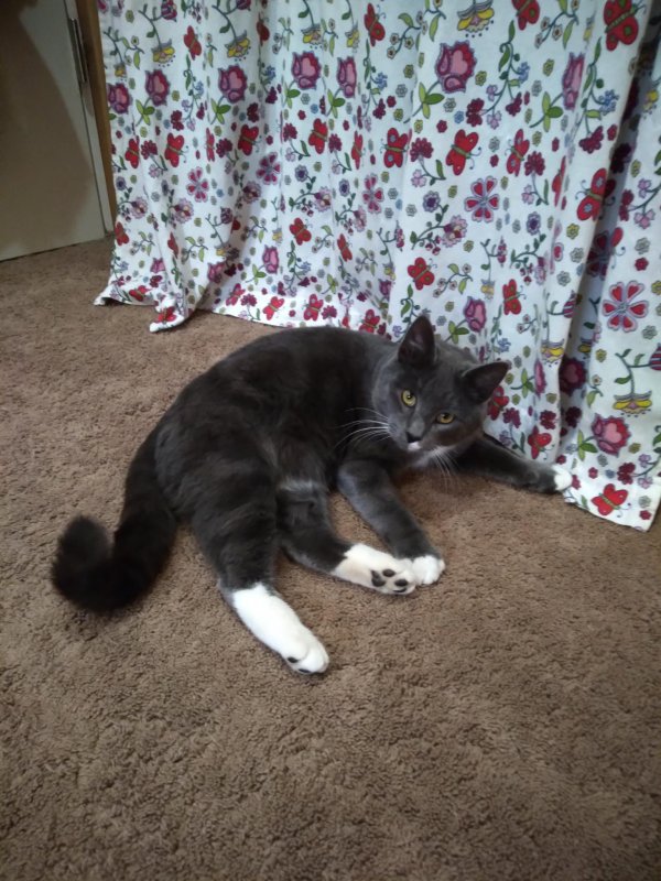 Lost Cat in Naples, ID