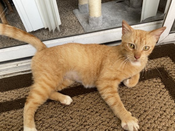 Safe American Shorthair in Houston, TX