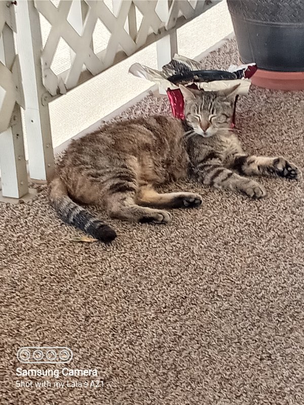 Safe American Shorthair in Hemet, CA
