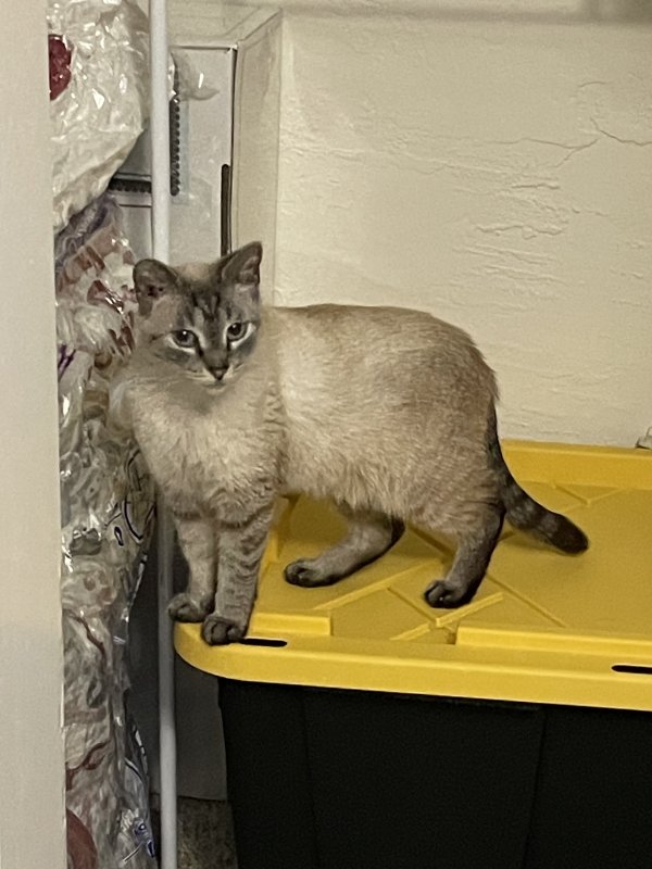 Found Siamese 